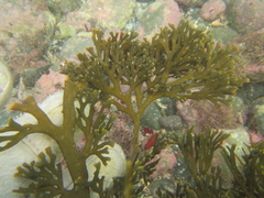 Xiphophora chondrophylla