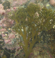 Xiphophora chondrophylla
