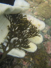 Xiphophora chondrophylla