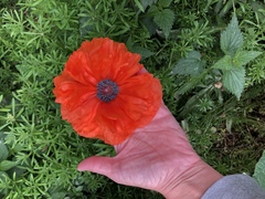 Papaver