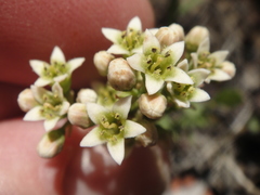 Comandra umbellata