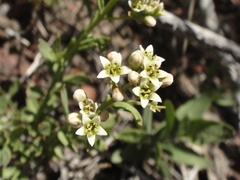 Comandra umbellata