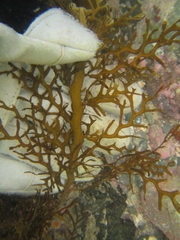 Carpophyllum plumosum