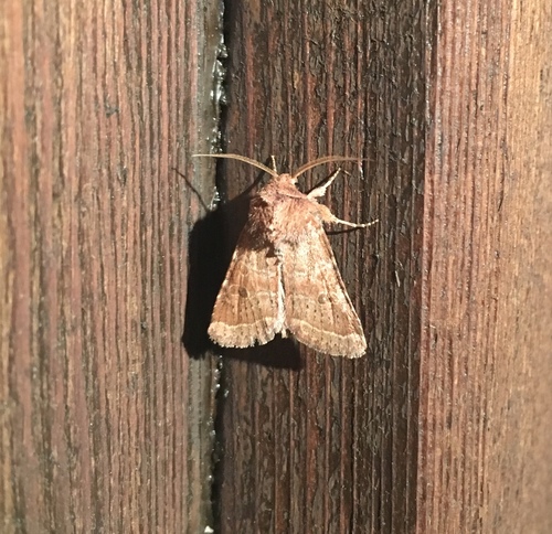 Ruddy Quaker Moth photo 4
