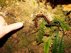 Cormocephalus rubriceps