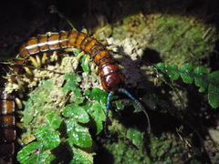 Cormocephalus rubriceps