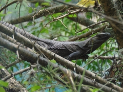 Ctenosaura acanthura