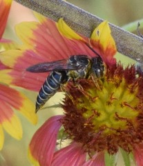 Synocoelioxys