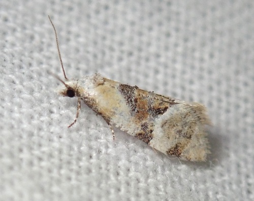 Phalonidia basiochreana