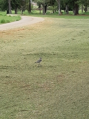 Vanellus chilensis