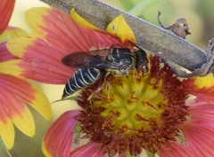 Synocoelioxys