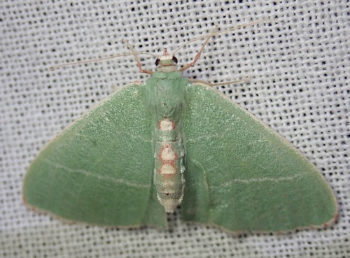 Nemoria glaucomarginaria photo 5