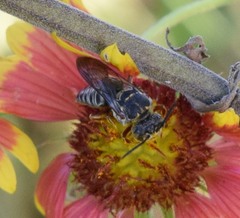 Synocoelioxys