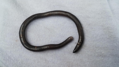 Caqueta Blind Snake