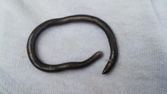 Caqueta Blind Snake photo 3
