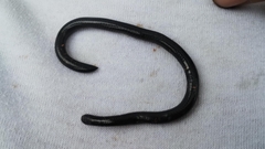Caqueta Blind Snake photo 2