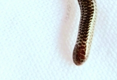 Caqueta Blind Snake photo 5