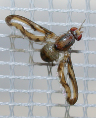 Toxonevra muliebris