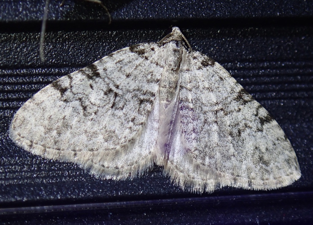 Perizoma oxygramma