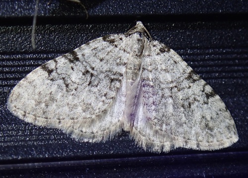 Perizoma oxygramma