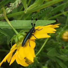 Agapanthia amurensis