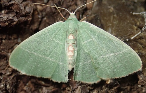 Nemoria glaucomarginaria photo 3