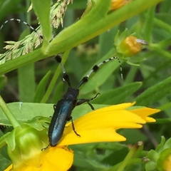 Agapanthia amurensis