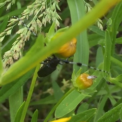 Agapanthia amurensis