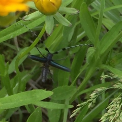 Agapanthia amurensis