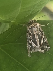 Spodoptera pulchella