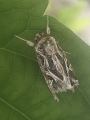 Spodoptera pulchella