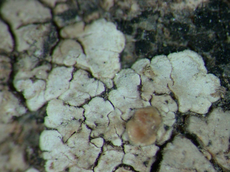 Lecanora valesiaca