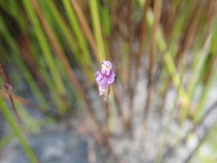 Utricularia caerulea