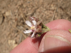 Horkeliella purpurascens