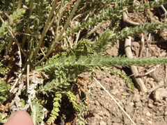 Horkeliella purpurascens