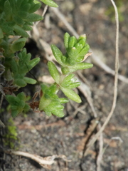 Crassula mataikona