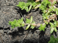 Crassula mataikona