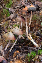 Psilocybe zapotecorum