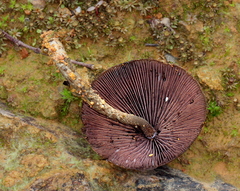 Psilocybe zapotecorum