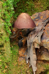 Psilocybe zapotecorum