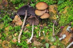 Psilocybe zapotecorum