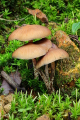 Psilocybe zapotecorum