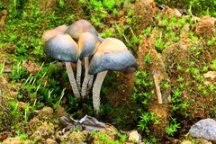 Psilocybe zapotecorum