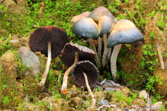 Psilocybe zapotecorum