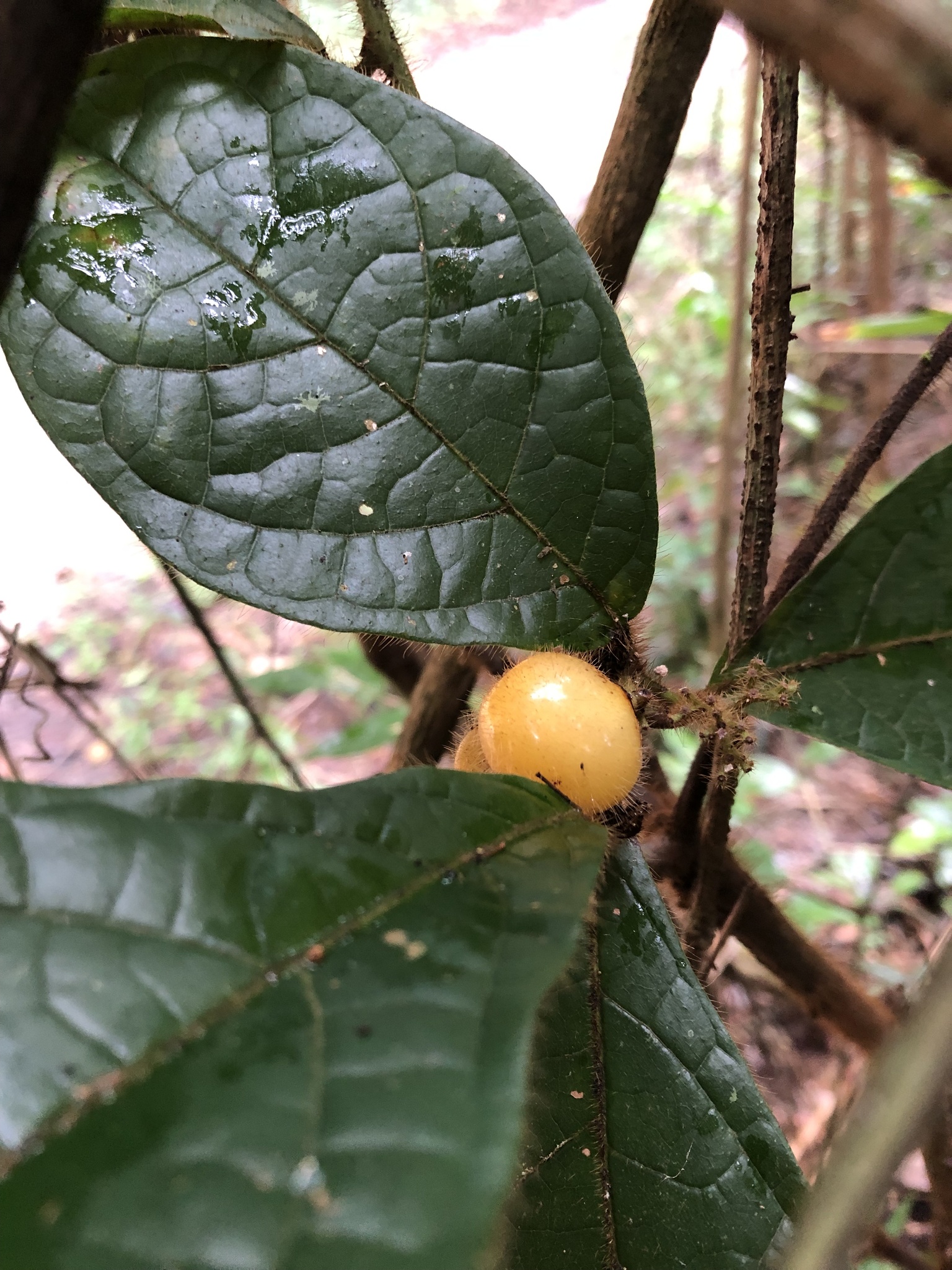 Cordia nodosa