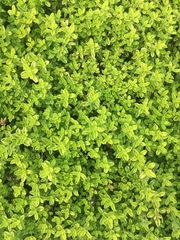 Thymus × citriodorus