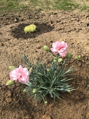 Dianthus caryophyllus