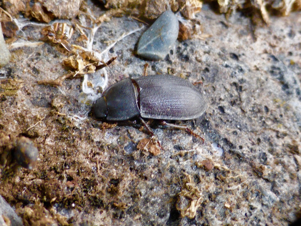 Mimopeus thoracicus