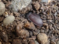 Mimopeus thoracicus