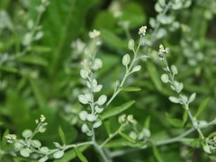 Lepidium sativum